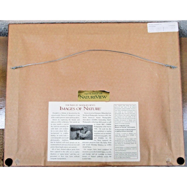 Black 1980s Signed Thomas Mangelsen Puffin Pair Limited Edition 758/950 Matted and Framed For Sale - Image 8 of 10