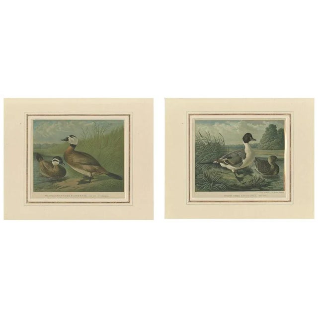 White-Headed Duck and Northern Pintail, 1880, Paper, Set of 2 For Sale - Image 4 of 6