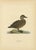 Scandinavian Bird Charts of Velvet Scoter Ducks, 1929, Prints, Set of 3 For Sale - Image 4 of 10