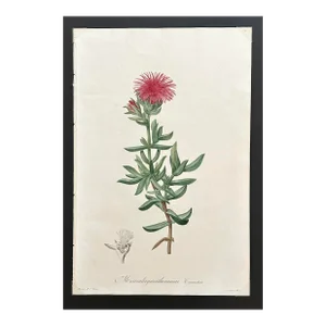 French Botanical Print, 'Mesembryanthemum' of Le Jardin De Malmaison - Pierre Joseph Redouté