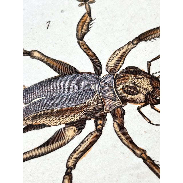 1806 Hand-Colored Entomology Engravings by J. Wilkes – Set of 2 For Sale In Louisville - Image 6 of 12