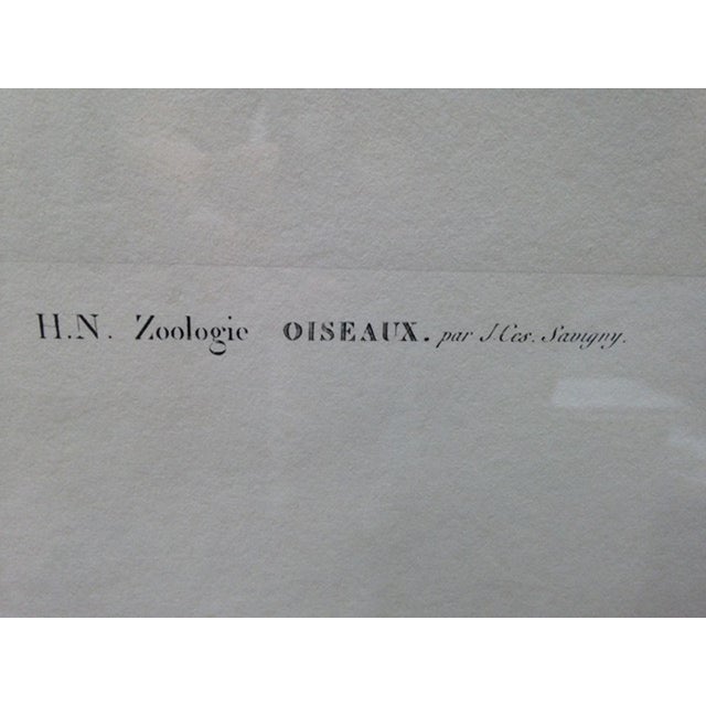 French Engraving of an Eagle From the Description De L'Egypte, J. Ces. Savigny For Sale - Image 9 of 10