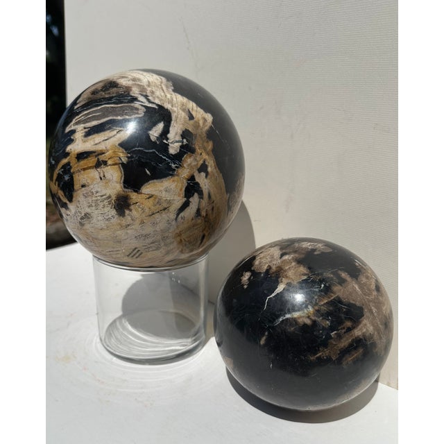 Two Polished Petrified Wood Organic Spheres. For Sale - Image 9 of 10