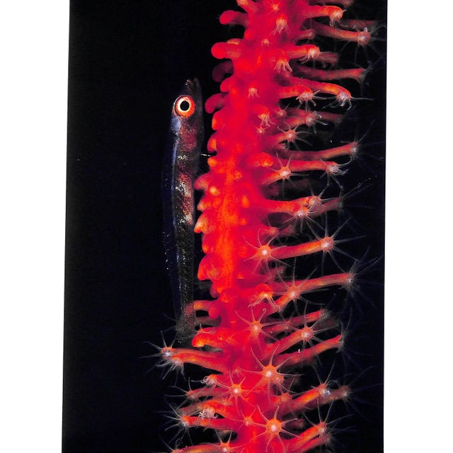 "Pacific: An Undersea Journey" 1992 Doubilet, David For Sale - Image 10 of 12