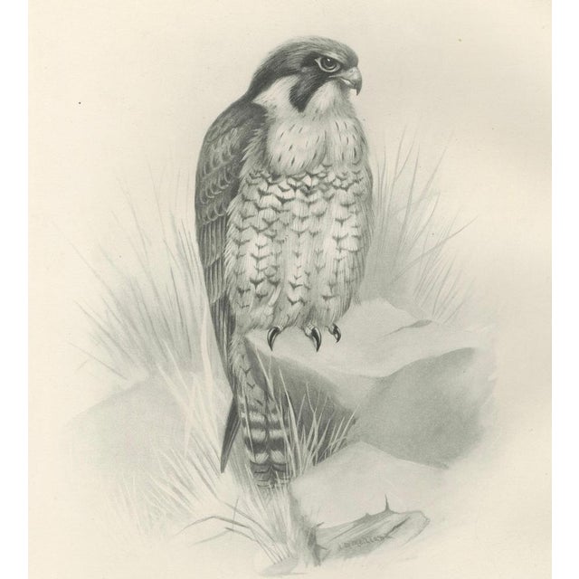 Lilian M. Medland, Peregrine Falcon, 1908, Monochrome Ornithological Plate For Sale - Image 4 of 9