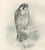 Lilian M. Medland, Peregrine Falcon, 1908, Monochrome Ornithological Plate For Sale - Image 4 of 9
