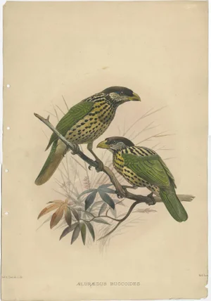 White-Eared Cat Bird, 1869, Paper