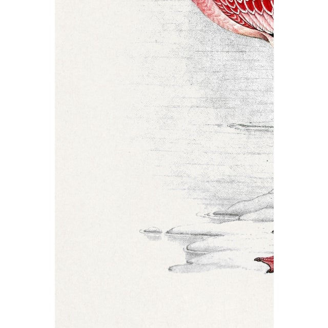 Black Lesser Flamingo by C. G. Finch-Davies, Vintage Reproduction Bird Art Print, 32" × 48" For Sale - Image 8 of 10
