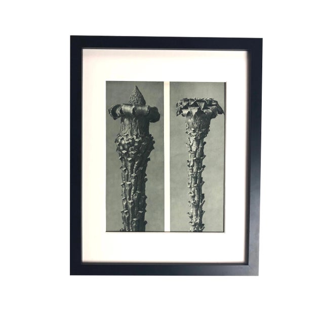 Framed Antique Photogravure Blossfeldt Botanical Print - No. 21 For Sale