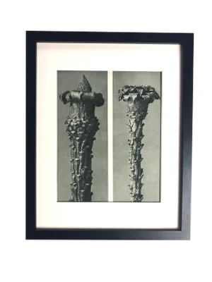 Framed Antique Photogravure Blossfeldt Botanical Print - No. 21