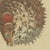 Bertuch, Pufferfish, Porcupinefish and Ocean Sunfish, 1805, Print For Sale - Image 6 of 12
