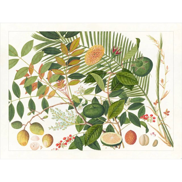 Golden Tropic Botanicals Plate #10, Giclée Print For Sale
