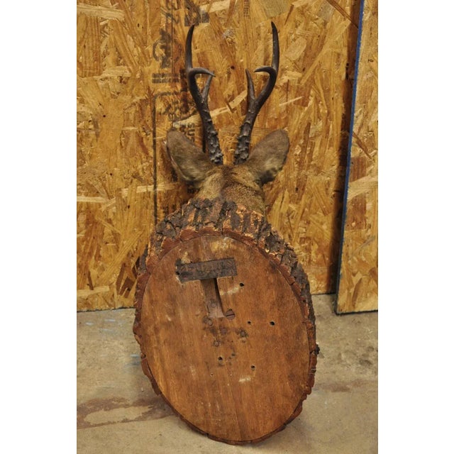 Vintage Taxidermy Deer Shoulder Mount Wall Decor With Metal Leaves (R&l) - a Pair For Sale - Image 10 of 12