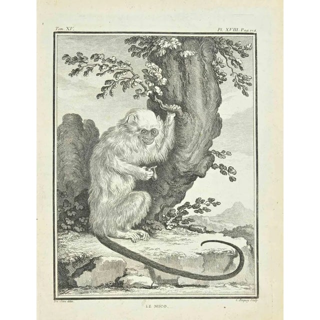 Mico is an etching realized by Jean Charles Baquoy in 1771. Signed in flat. The Artwork Belongs to the Suite "Natural,...
