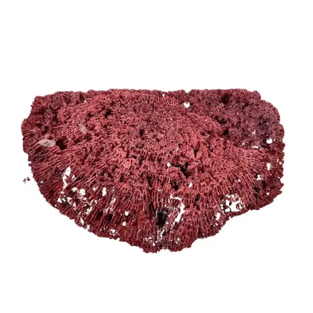 Large Natural Red Pipe Coral Specimen. #2 For Sale - Image 4 of 8