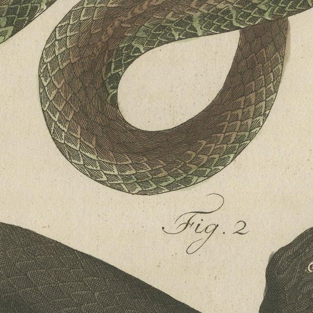 Paper Bertuch, Two Snakes with Open Jaws, 1805, Print For Sale - Image 7 of 12