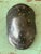 Vintage Italian Scagliola Pigmented Plaster Turtle Shell For Sale - Image 4 of 12