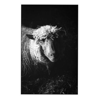 Paul Cooklin, Ewe in Barn, Edition of 50 For Sale
