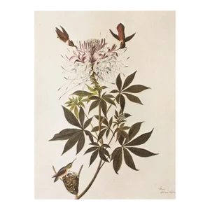 1966 Vintage Farmhouse Cottage Print "Ruff-Necked Hummingbirds" After John James Audubon