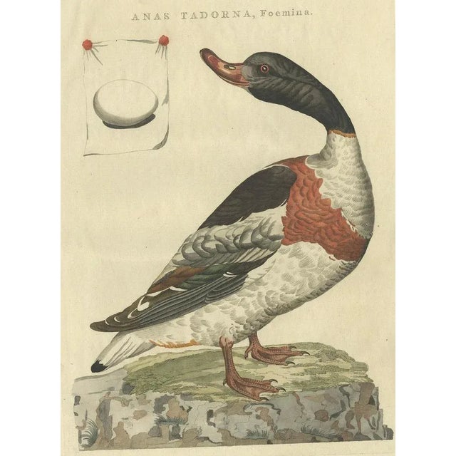 Late 18th Century Sepp & Nozeman, Female Common Shelduck, 1789, Print For Sale - Image 5 of 10