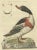 Late 18th Century Sepp & Nozeman, Female Common Shelduck, 1789, Print For Sale - Image 5 of 10