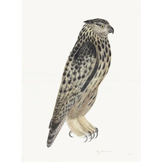 Eagle Owl Plate 08 by Olof Rudbeck (Cfa-Wd) For Sale