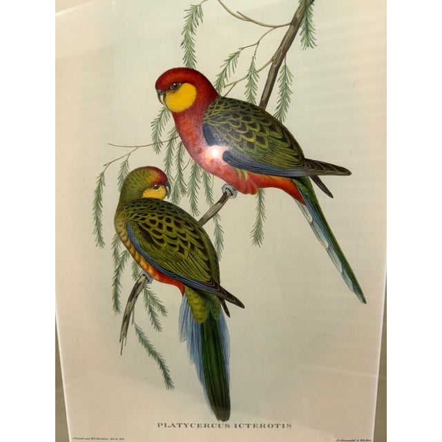 English John Gould Original 1848 “Platycercus Icterotis” Hand-Colored Bird Lithograph For Sale - Image 3 of 9