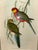 English John Gould Original 1848 “Platycercus Icterotis” Hand-Colored Bird Lithograph For Sale - Image 3 of 9