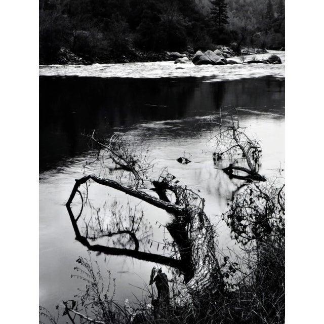 Beautiful black and white landscape photograph titled "Beaver-Downed Cottonwood, Stanislaus" by Jeff Nixon (American, 20th...
