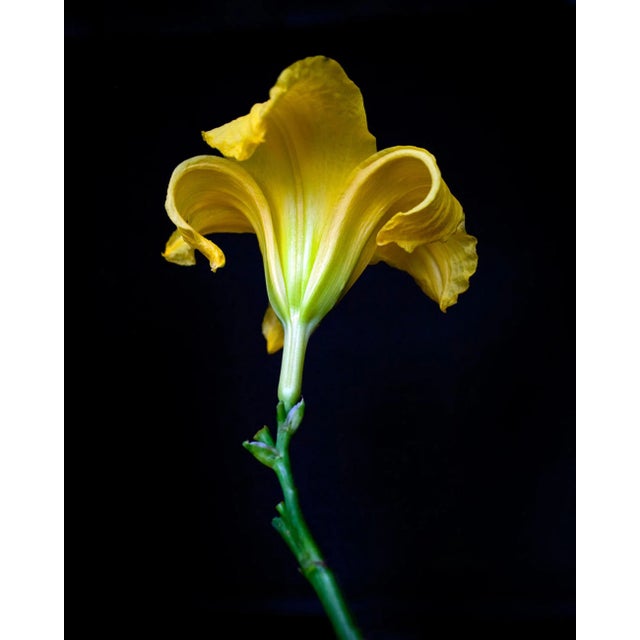 Botanical 61 Painting For Sale