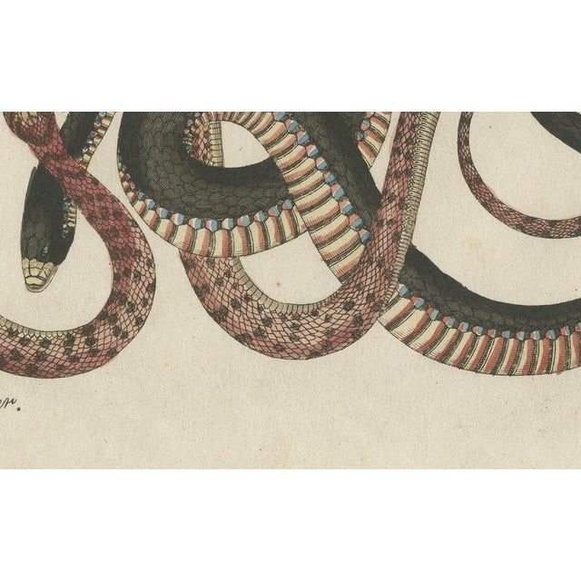 19th Century Bertuch, Four Intertwined Snakes, 1805, Print For Sale - Image 5 of 12