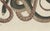19th Century Bertuch, Four Intertwined Snakes, 1805, Print For Sale - Image 5 of 12