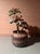 Hand-Thrown Ceramic Art Planter with Organic Line Rim Decoration by Helma Klett, Germany, 1970s For Sale - Image 12 of 15