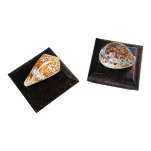 Small Shell Boxes, Set of 2