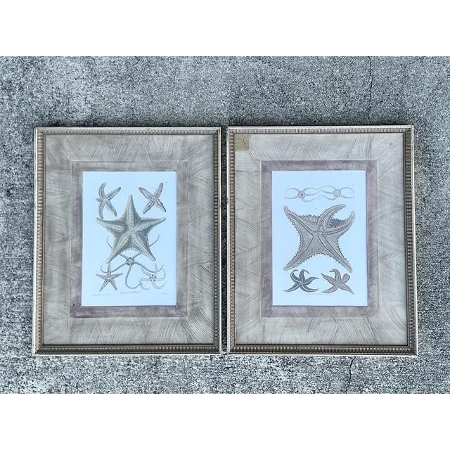 Late 20th Century Vintage John Richard Starfish Prints - Set of 2 For Sale - Image 5 of 12