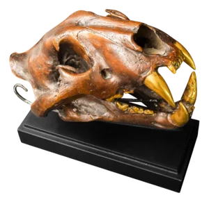 Realistic Bronze Lion Skull Sculpture, 2000s