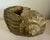 Large Vintage Brass Conch Seashell Planter For Sale - Image 11 of 11