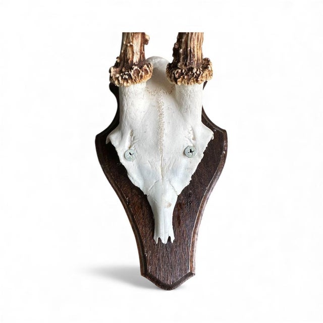 1980s Roe Deer Trophy 19 Black Forest Antlers Mount For Sale - Image 4 of 5