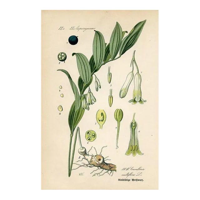 1880s, Lily of the Valley Botanical Print, Original Antique Wildflower Print, Lithograph, Germany For Sale