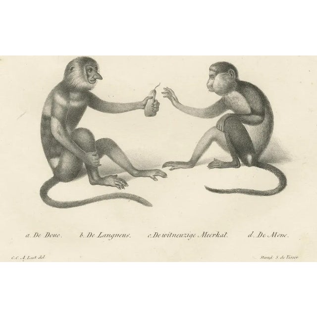 Spring Monkeys and Other Species, 1836, Lithographs, Set of 2 For Sale - Image 4 of 8