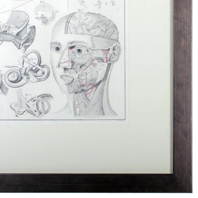 Realism 1833 Oken Anatomical Eye Engraving For Sale - Image 3 of 5
