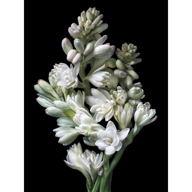 Contemporary signed fine art photographic print "Tuberose" by Artist Debi Shapiro. One of Christian Dior’s favorite...