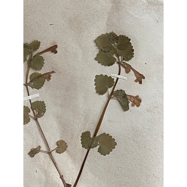 Darling late 19th century antique Swedish Herbarium - Labiatae in a new custom wood frame with gilt detail and handwritten...