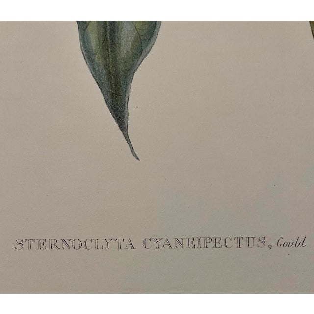 One of two John Gould Hummingbird lithographs.