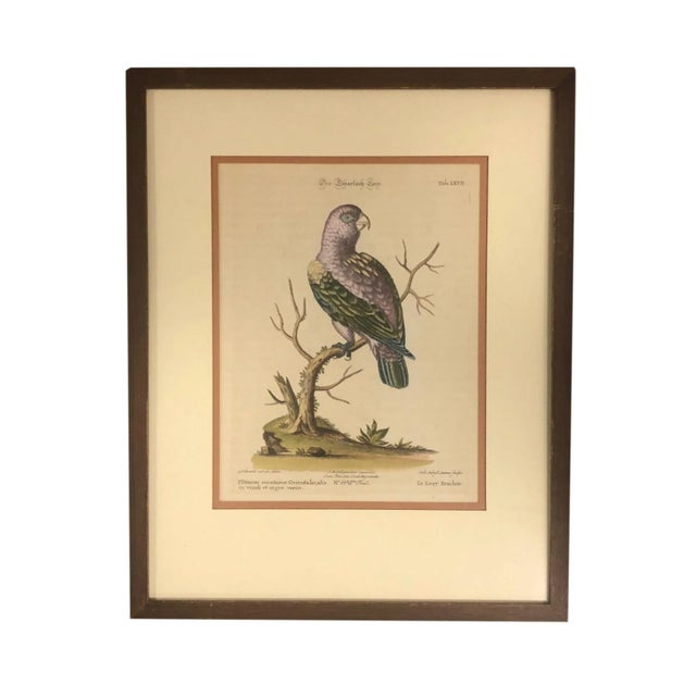 Sculpture Materials 18th Century Hand Tinted German Engraving of a Bird For Sale - Image 7 of 7