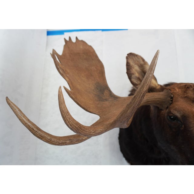 Moose Head Bust Mount For Sale - Image 10 of 18