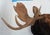 Moose Head Bust Mount For Sale - Image 10 of 18