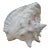 Vintage Large Decorative Seashell Paperweight For Sale