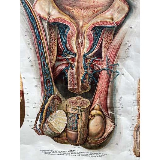 American Genito-Urinary Anatomical Chart, Paper on Canvas, 1922 For Sale - Image 3 of 16