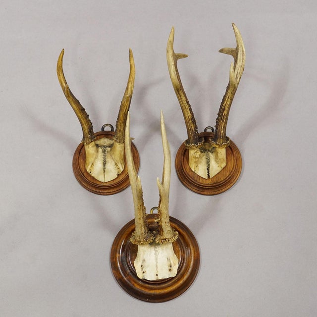 1900 - 1909 Antique Set of Six Roe Deer Trophies on Turned Plaques Germany ca.1900s For Sale - Image 5 of 7